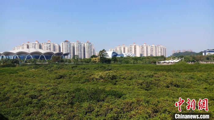 圖為防城港市北部灣海洋文化公園內(nèi)紅樹林郁郁蔥蔥?！●T抒敏 攝