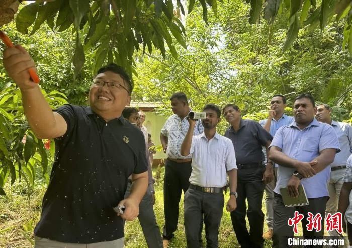 項目組芒果專家在種植園開展現(xiàn)場培訓(xùn)。　中斯南南合作專家組供圖