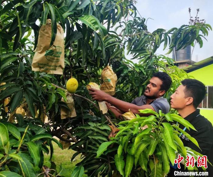 項目組專家在一處芒果生產(chǎn)基地開展田間病蟲害防控指導(dǎo)?！≈兴鼓夏虾献鲗＜医M供圖